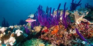 Uae Launches Ambitious Fujairah Coral Reef Project