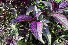 Not only do annual flowers delight us with myriad shapes, sizes and colors, they also are quick to bloom and keep flowering right through the. Annuals For Full Sun Hgtv