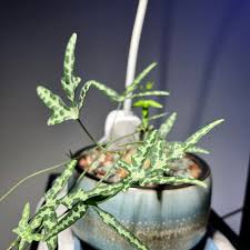 Image result for Adenia kirkii