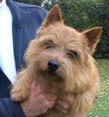 Welcome to wichunt norwich terriers and russhaven russell terriers. Adopt Sim On Petfinder Norwich Terrier Puppy Norwich Terrier Norfolk Terrier
