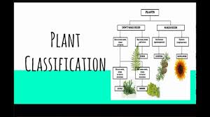 Lesson 3 Plant Classification Youtube