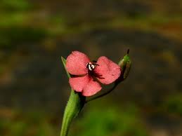 Image result for Murdannia semiteres