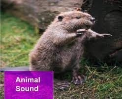 Animal Sound Free Mp3 Download Mingo Sounds