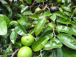 Image result for Chrysophyllum welwitschii