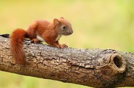 This is a wonderful day to hold a baby squirrel! What Do Baby Squirrels Eat Care Feeding Tips