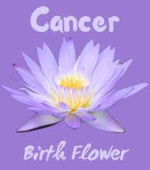 Ever wondered what types of flowers correspond with your zodiac sign? Cancer Birth Flower Zodiac Amino