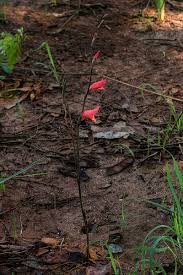 Image result for Gladiolus melleri