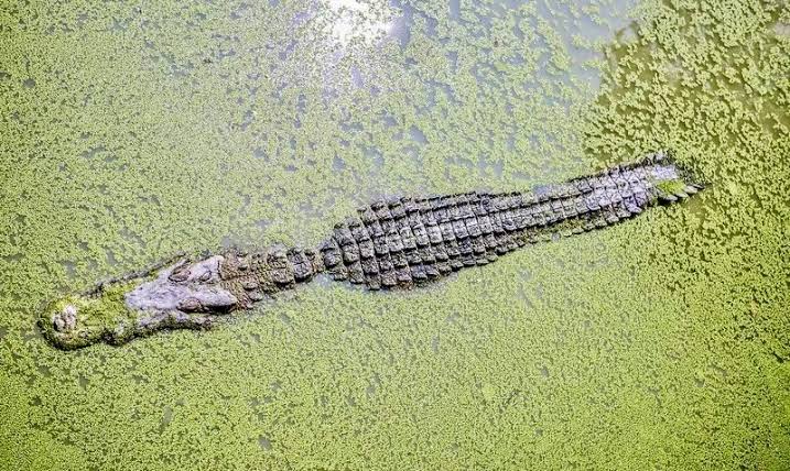 World Crocodile Day: Living With The 'legends' | Sarawak Tribune
