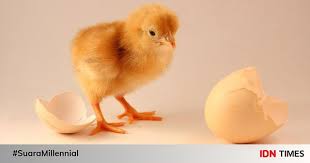 Namun tahukah, ternyata selain dari ayam. Sebenarnya Telur Atau Ayam Duluan Ini Akhir Debat Para Ahli Di Dunia