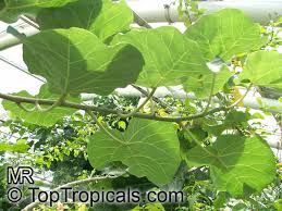 Image result for Ficus abutilifolia