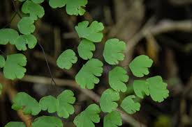 Image result for Adiantum poiretii