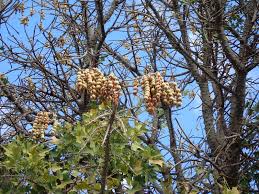 Image result for Erythrina livingstoniana