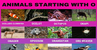 Animals that start with o bat animal, animal facts, list of animals, all. Animals That Start With O Useful List Of 24 Animals Starting With O Visual Dictionary