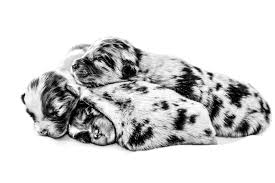Whether puppies are orphaned or with their mothers, weaning can generally begin between three and four weeks of age, and is ideally completed by about seven to eight weeks of age. Advice For Weaning Your Puppy Royal Canin