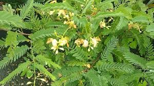 Image result for Tamarindus