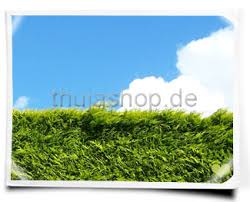 Bei hecken und zierelementen erfolgt der. Wann Schneidet Man Thuja