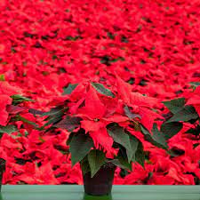 As This Is National Poinsettia Day We Thought It Fitting To Share With You Our Work For The Fabulous Hills Plants Plant Nursery Web Development Design Plants