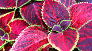 Image result for Coleus foliatus