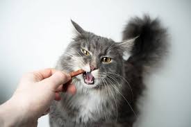 There are several ways to do this. The 25 Best Cat Dental Treats Of 2020 Cat Life Today