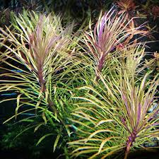 Image result for Pogostemon aquaticus