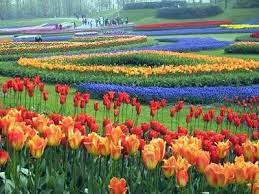 Weird Amazing Flower Garden Flower Garden Pictures Beautiful Gardens