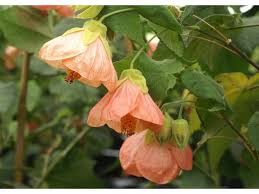 Image result for Abutilon grantii