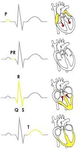 Pin By Shawnique On Nursing Nursing School Cardiac Nursing Nursing School Survival