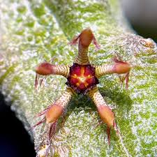 Image result for Tridentea marientalensis