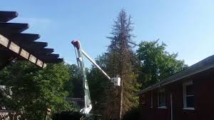 But you might spend anywhere from $200 to $2,000 depending on the tree's size pine tree removal costs $250 to $1,500 or more. How To Cut Down A Tall Pine Tree Youtube