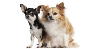 Because the sclera covers the entire eyeball, this. 88 Chihuahua Short Hair Black L2sanpiero