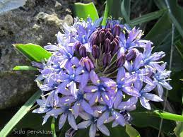 Jacinto Azul Estrellado Scila Peroviana Plantas Silvestres Flores Silvestres Plantas