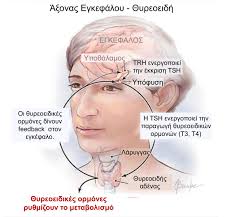 Θυρεοειδής, o Ρυθμιστής του Μεταβολισμού