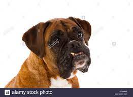 Boxer Dog Stock Photo Alamy