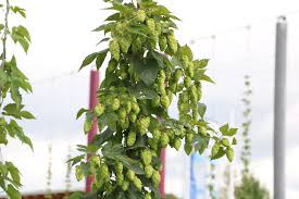 Mit der hopfenhöhle® präsentieren wir die perfekte lösung, um bier klimaneutral, kühl und dunkel im garten zu lagern. Hopfen Humulus Lupulus Pflege 11 Tipps Zum Anbau Von Hopfen Hausgarten Net