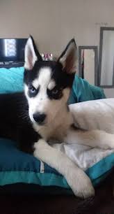 Funny Black Siberian Husky Puppy For Sale L2sanpiero