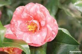Camellia Japonica Flower How To Plant Care For Different Varieties Plantopedia