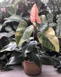 Compare prices & read reviews. Philodendron Strawberry Shake Trendy Plants Plants Easy Plants