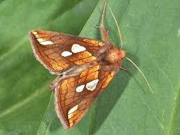 Image result for Plusia putnami