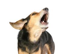 Check spelling or type a new query. Barking In Dogs Vca Animal Hospital