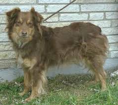 Among these three colors, black is the base coat color. Australian Shepherd Red And Tan Not A Red Tri Because There Isn T Any White Australian Shepherd Dogs Australian Shepherd Red Australian Shepherd