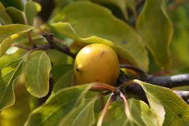 Image result for foto minikiwi