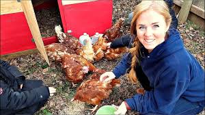 How We Got Our Tiny Backyard Ready For Chickens Youtube
