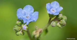 The botanical name is derived from the greek terms mus that means mouse, and otis or ous that translates to ear, since its leaves resemble a mouse's ears. Chinese Forget Me Not Care How To Grow Cynoglossum Amabile