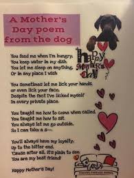 Pin On Chihuahua Lover