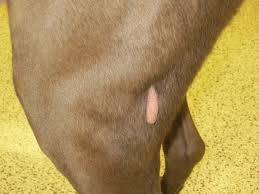 Types of warts and their causes. Image Gallery Common Skin Masses Clinician S Brief