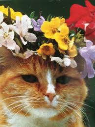 If You Re Going To San Francisco Wear Some Flowers In Your Hair Crazy Cats Cat Flowers Cats