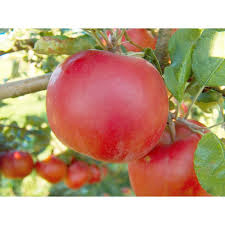 Online Orchards Dwarf Red Mcintosh Apple Tree Bare Root Ftap009 The Home Depot Mcintosh Apples Apple Varieties Fruit