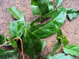 Image result for Hippocratea indica