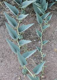 Image result for Vernonia amblyolepis