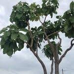 Image result for Terminalia macroptera